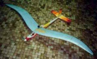 cosine-wing euhu